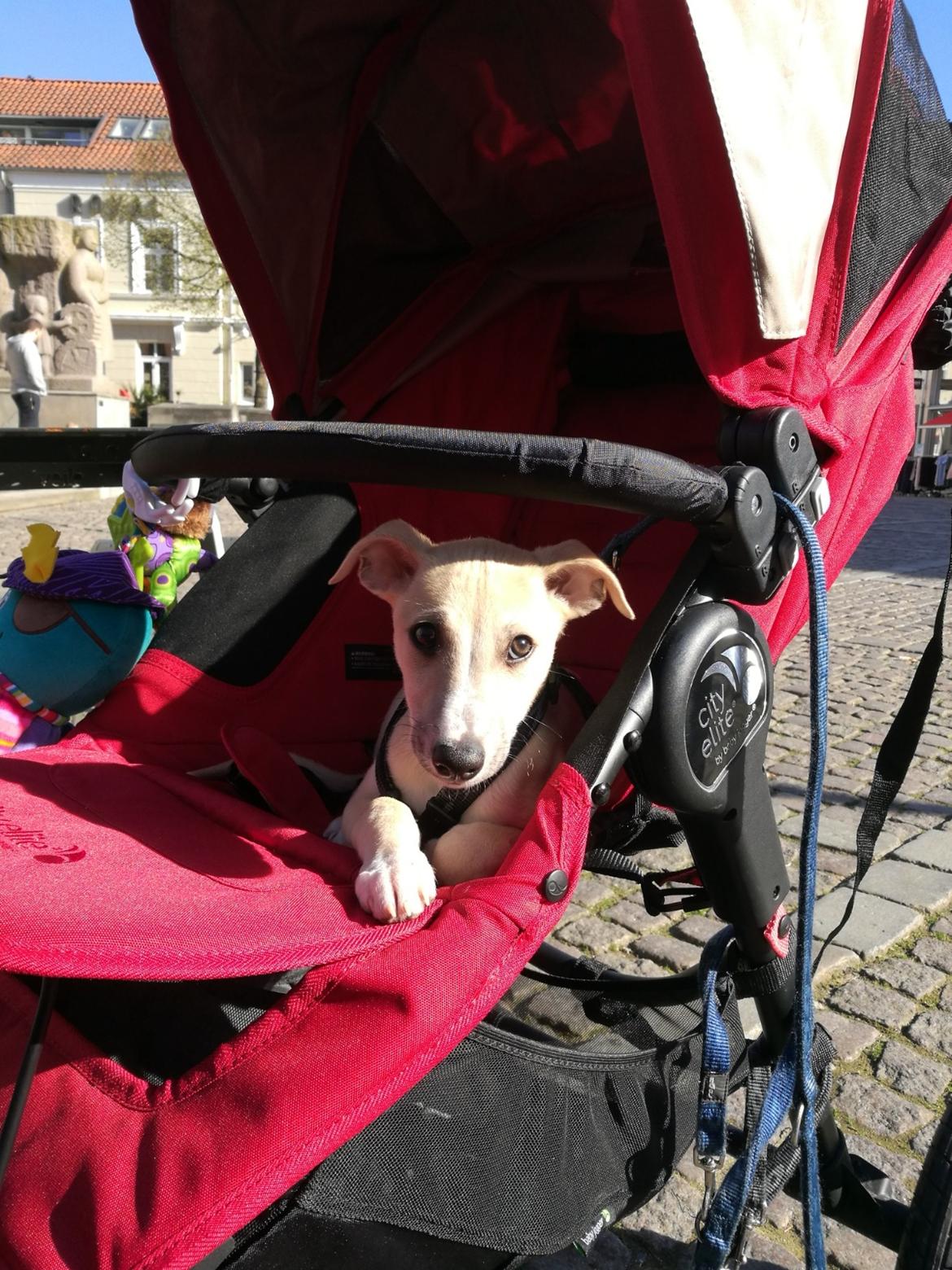 Whippet Cosmo (Tiny Tunes Ain't No Sunshine)  billede 10