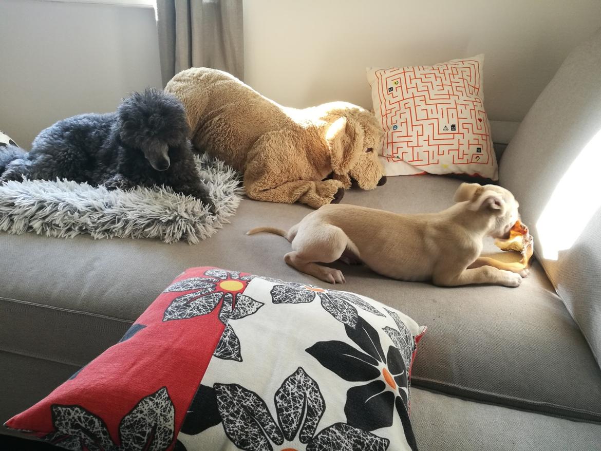 Whippet Cosmo (Tiny Tunes Ain't No Sunshine)  billede 11