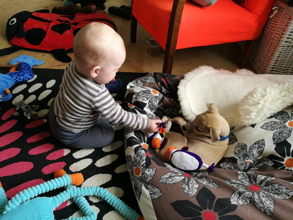 Whippet Cosmo (Tiny Tunes Ain't No Sunshine)  billede 12