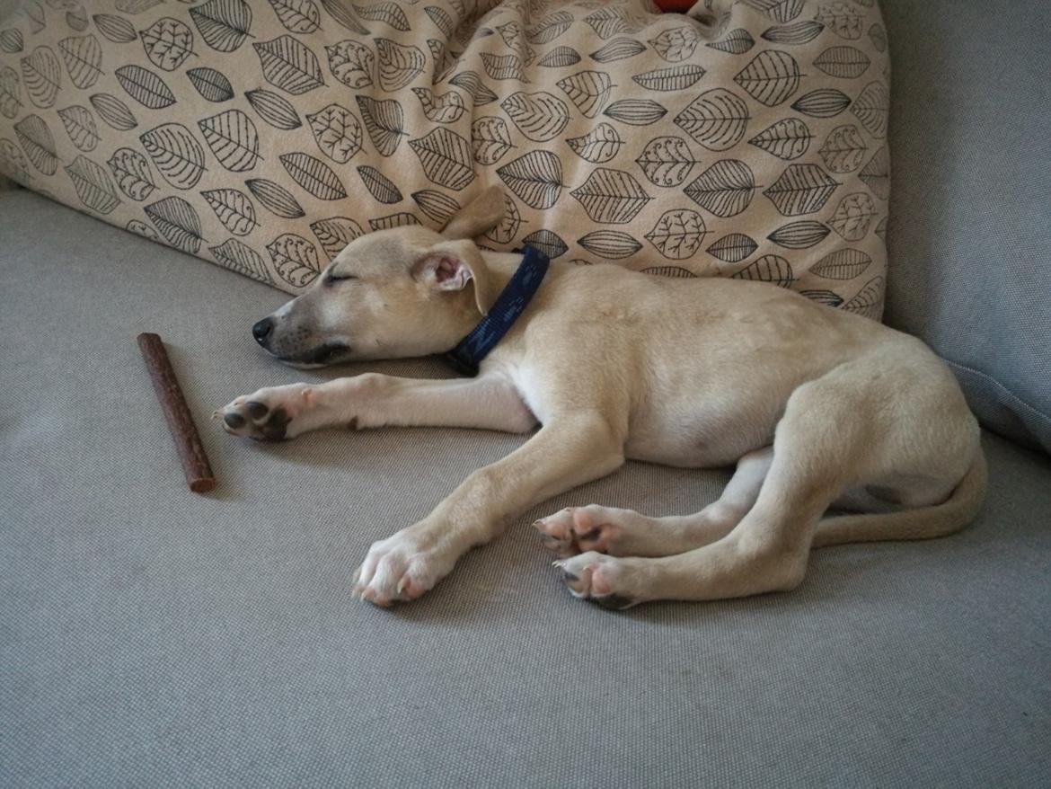 Whippet Cosmo (Tiny Tunes Ain't No Sunshine)  billede 13