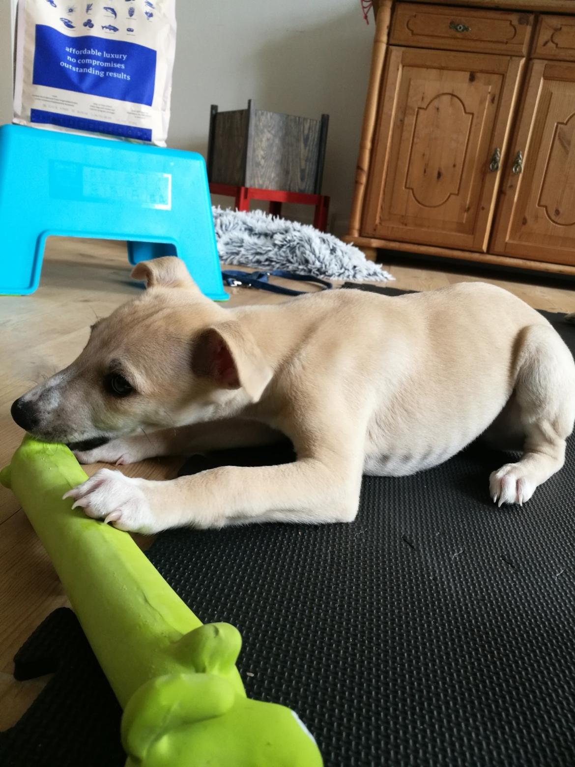 Whippet Cosmo (Tiny Tunes Ain't No Sunshine)  billede 14