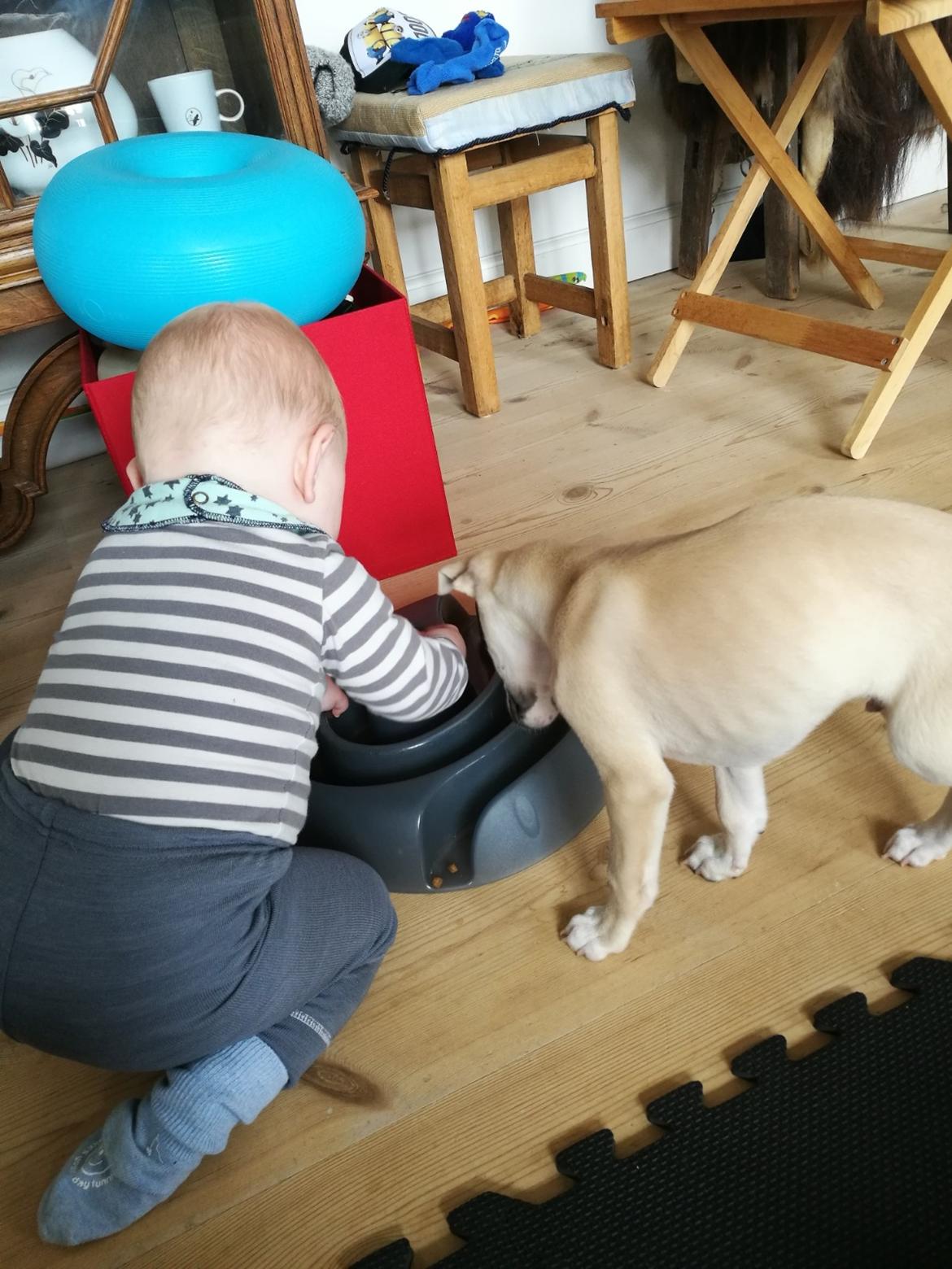 Whippet Cosmo (Tiny Tunes Ain't No Sunshine)  billede 15