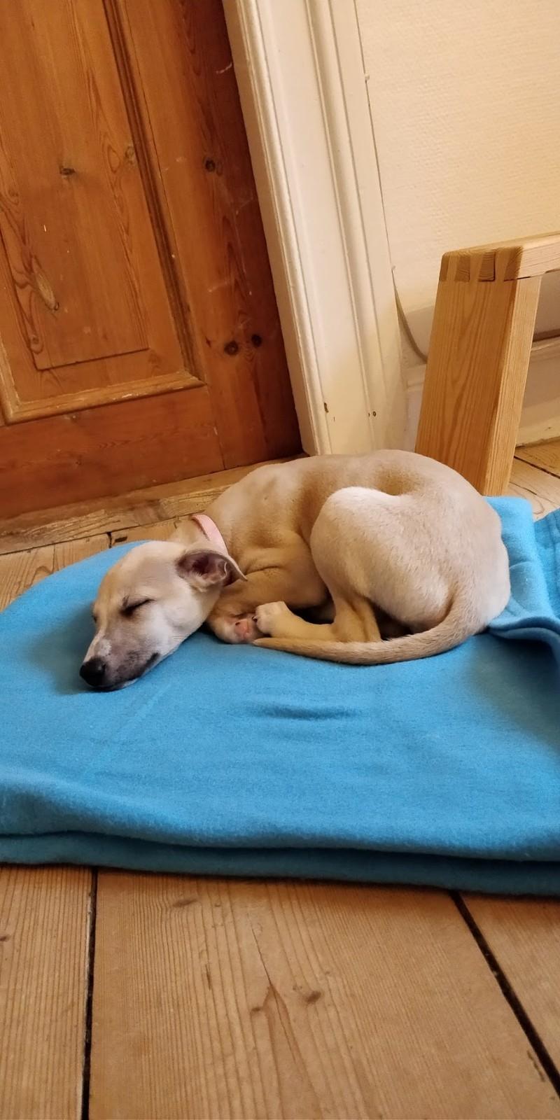 Whippet Cosmo (Tiny Tunes Ain't No Sunshine)  billede 16