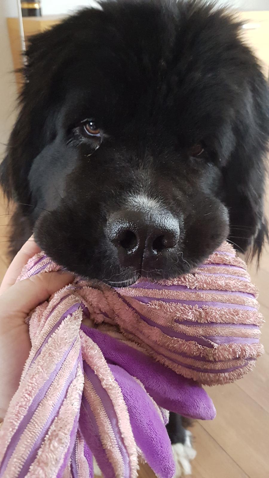 Newfoundlænder Newetta's NobodyPutsBabyInTheCorner billede 10