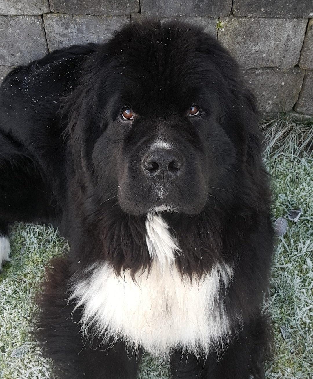 Newfoundlænder Newetta's NobodyPutsBabyInTheCorner billede 11