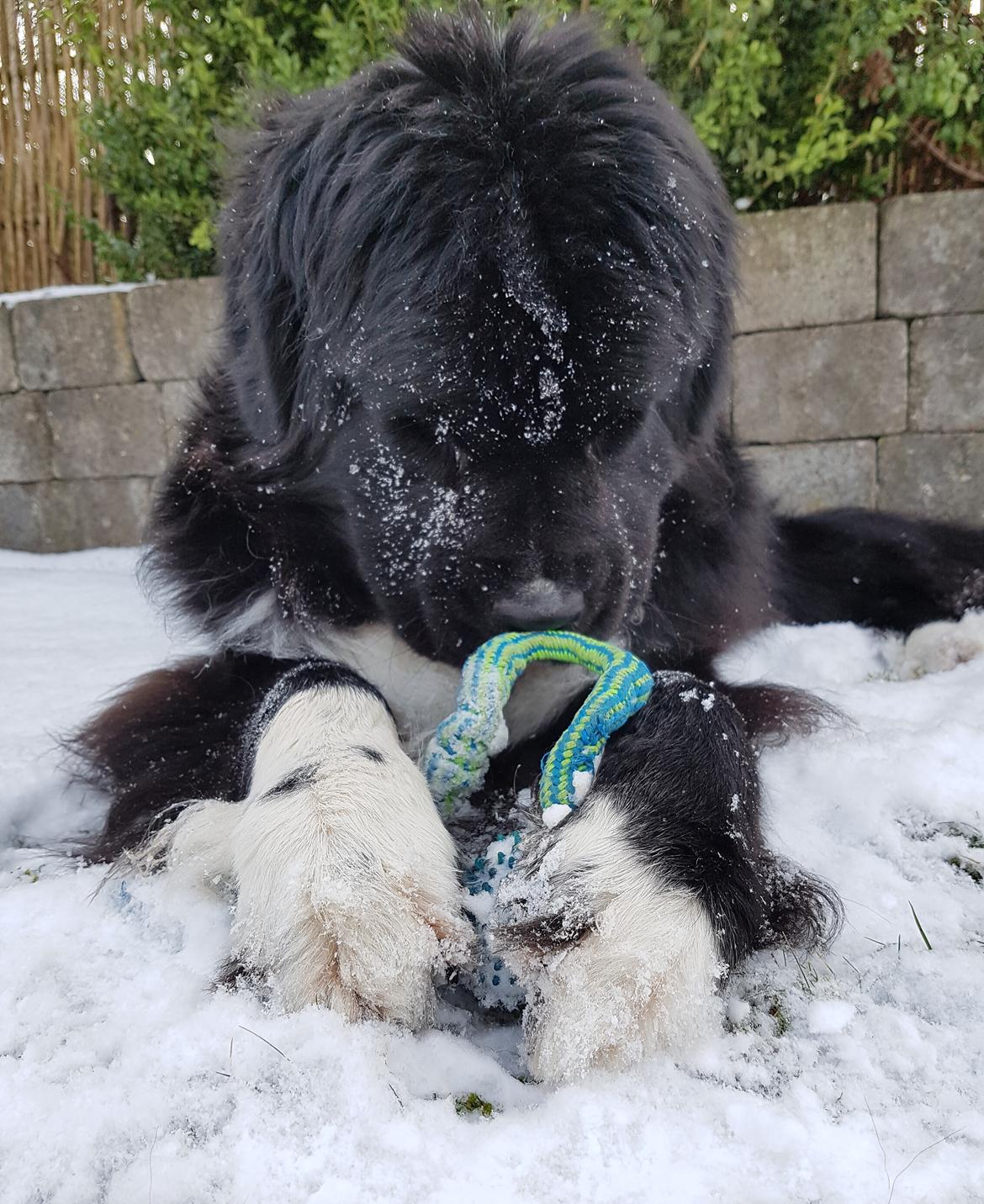 Newfoundlænder Newetta's NobodyPutsBabyInTheCorner billede 12