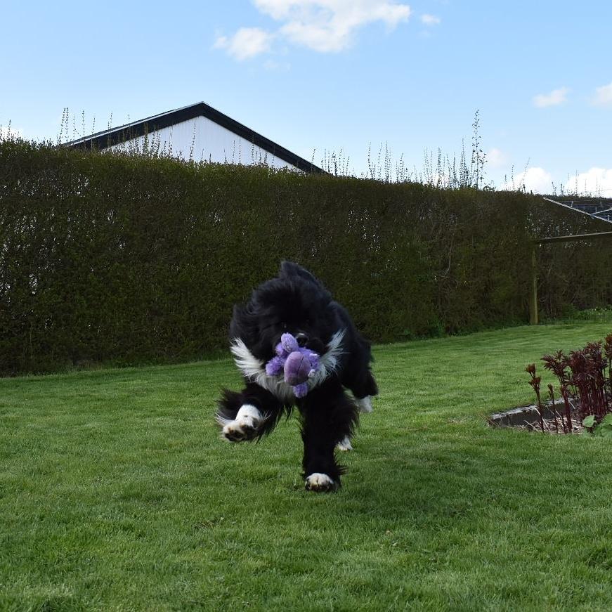 Newfoundlænder Newetta's NobodyPutsBabyInTheCorner billede 13