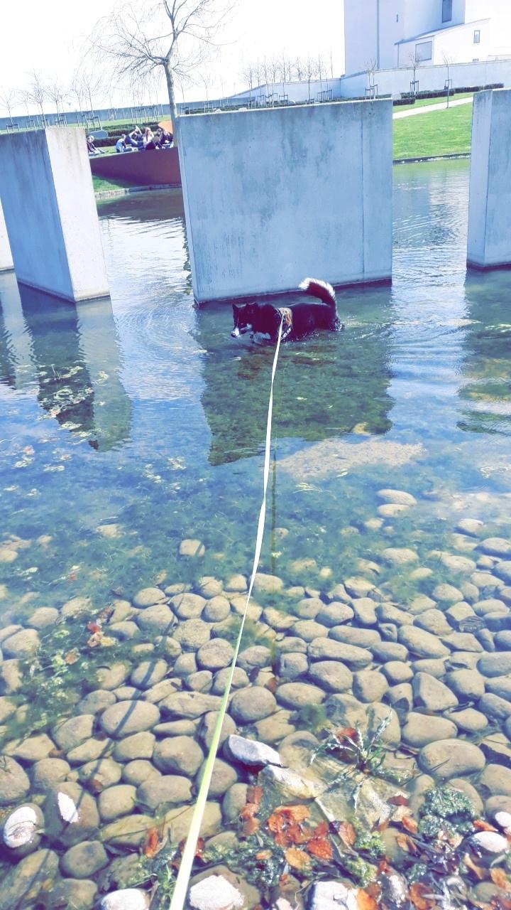 Siberian husky Boss billede 19