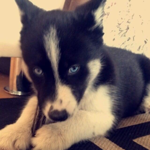 Siberian husky Boss billede 20