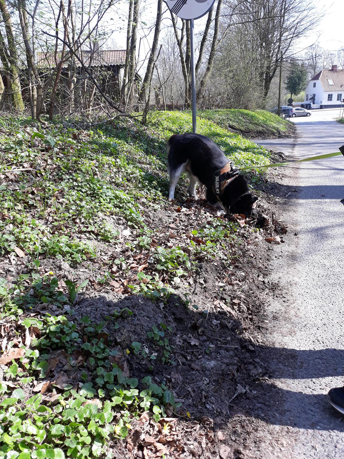 Siberian husky Boss billede 21