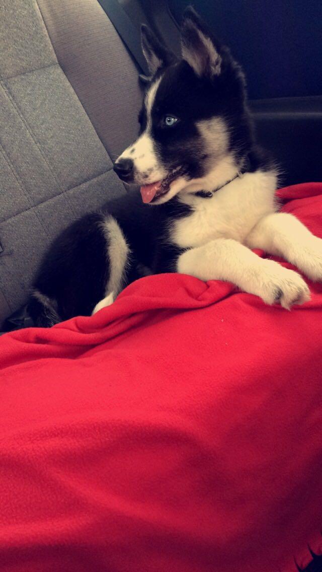 Siberian husky Boss billede 22