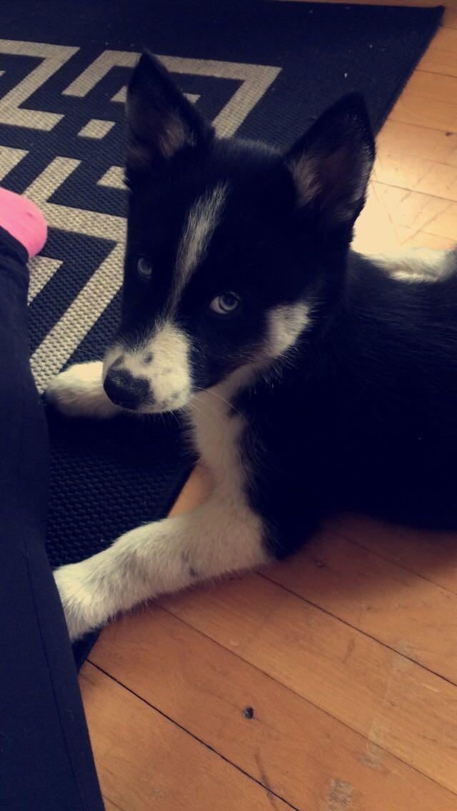 Siberian husky Boss billede 23