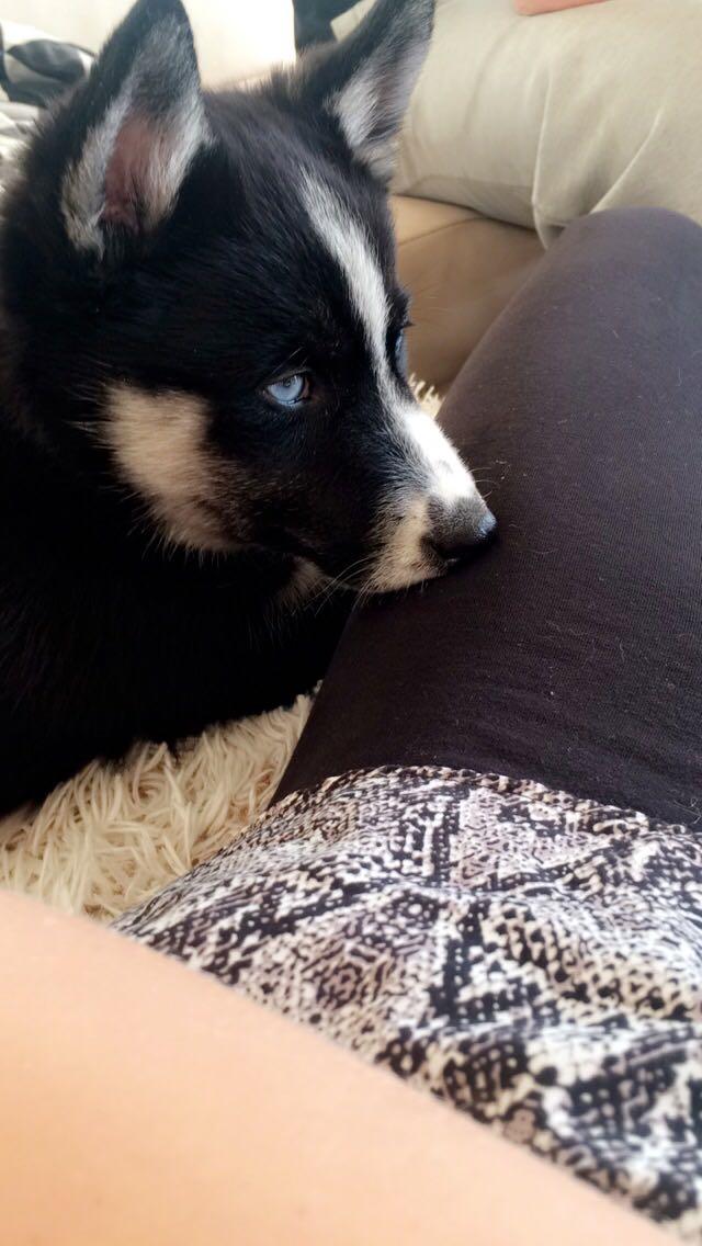 Siberian husky Boss billede 24