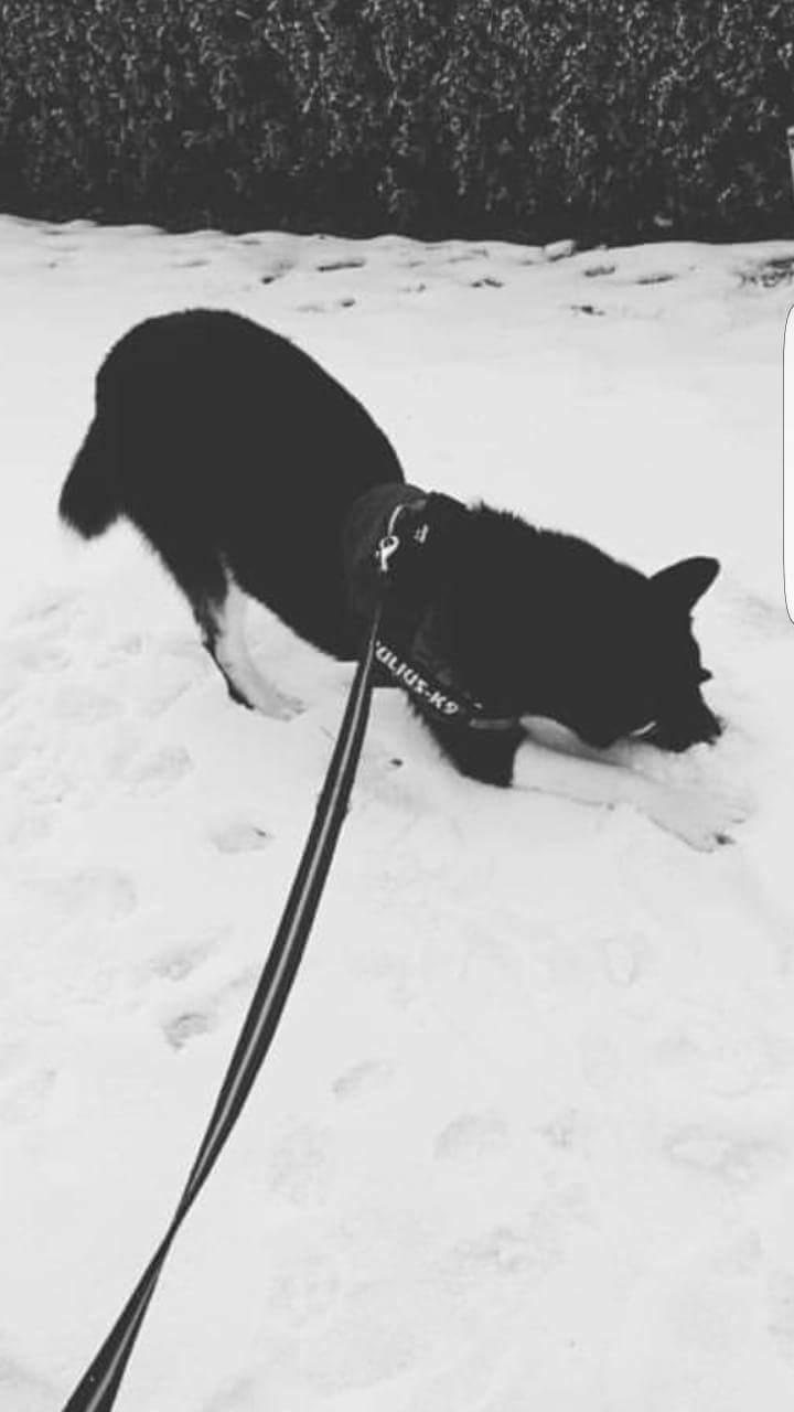 Siberian husky Boss billede 25