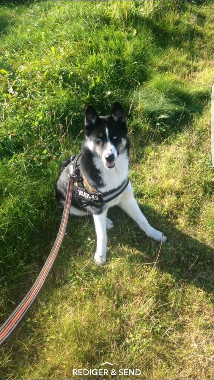 Siberian husky Boss billede 26