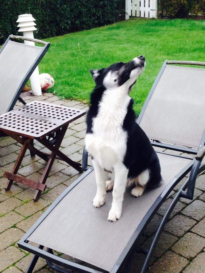 Siberian husky Boss billede 27