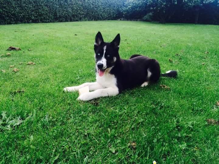 Siberian husky Boss billede 28