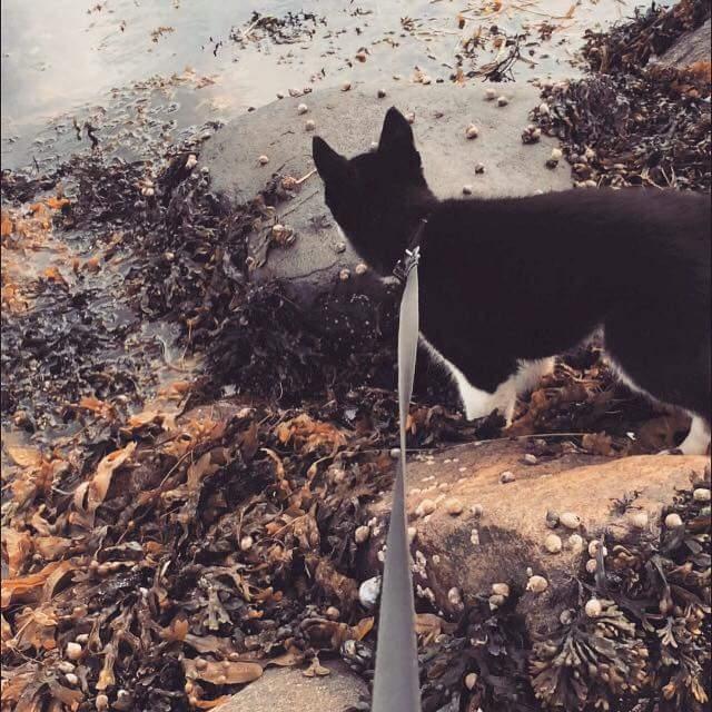 Siberian husky Boss billede 29