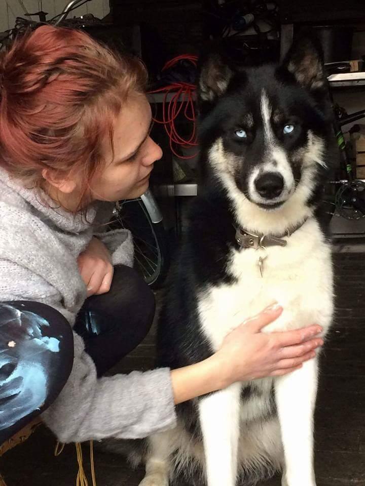 Siberian husky Boss billede 30