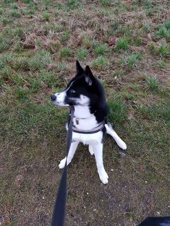 Siberian husky Boss billede 31