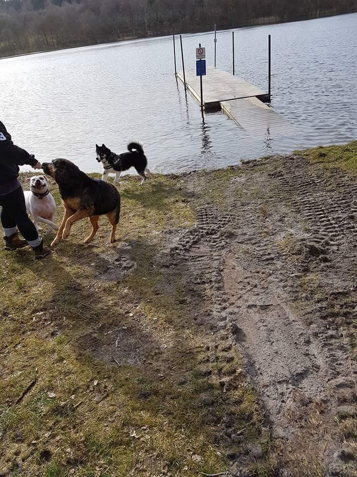 Siberian husky Boss billede 32