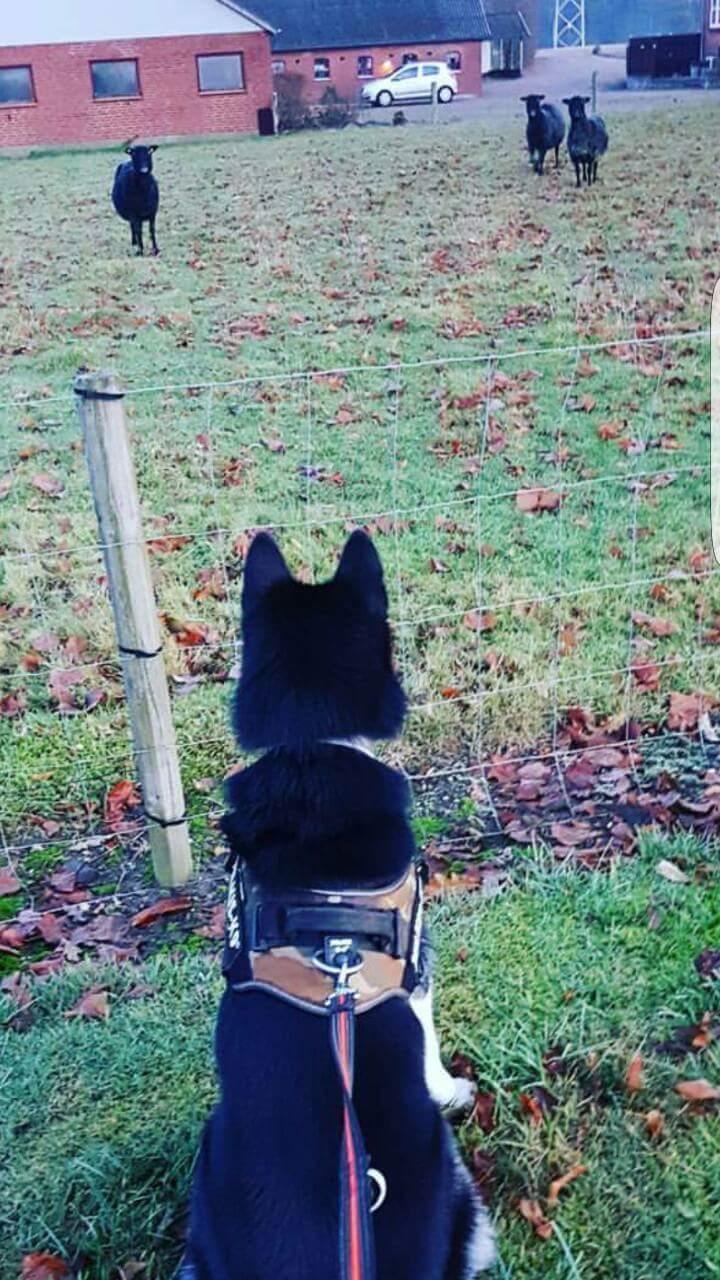 Siberian husky Boss billede 33