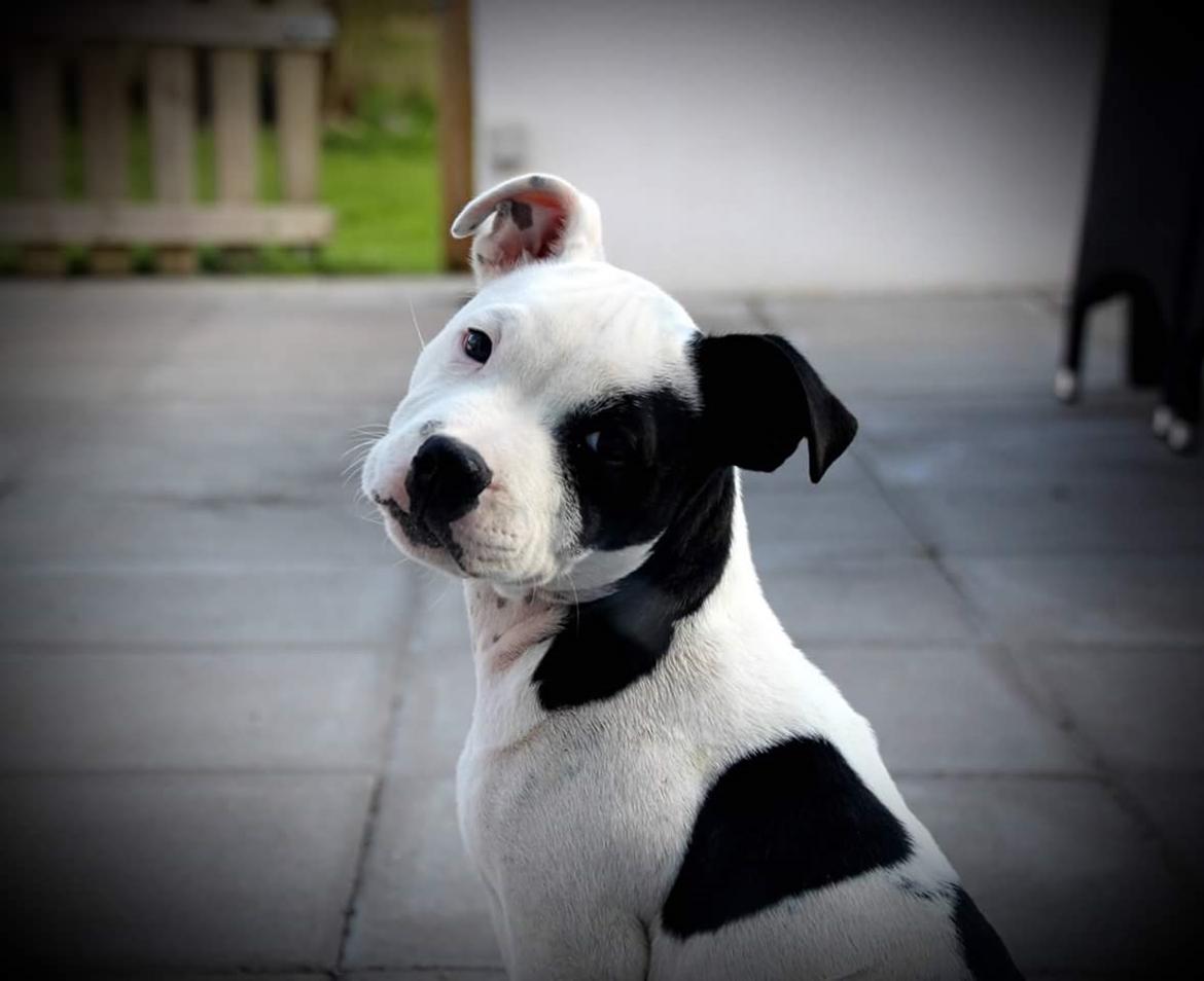 Staffordshire bull terrier *NUTTY* billede 12