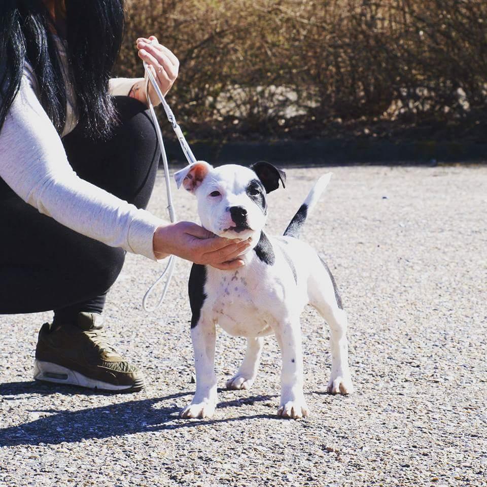 Staffordshire bull terrier *NUTTY* billede 13