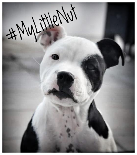 Staffordshire bull terrier *NUTTY* billede 14