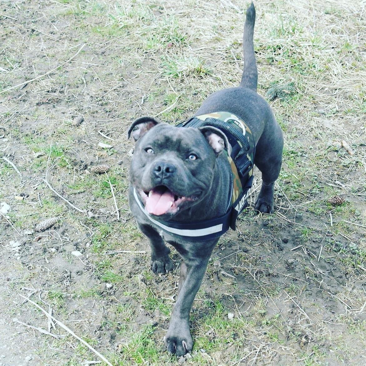 Staffordshire bull terrier Django billede 12