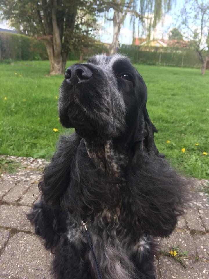 Cocker spaniel Sky - Sky foråret 2018 billede 1