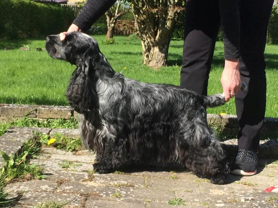 Cocker spaniel Sky - Sky foråret 2018 billede 48