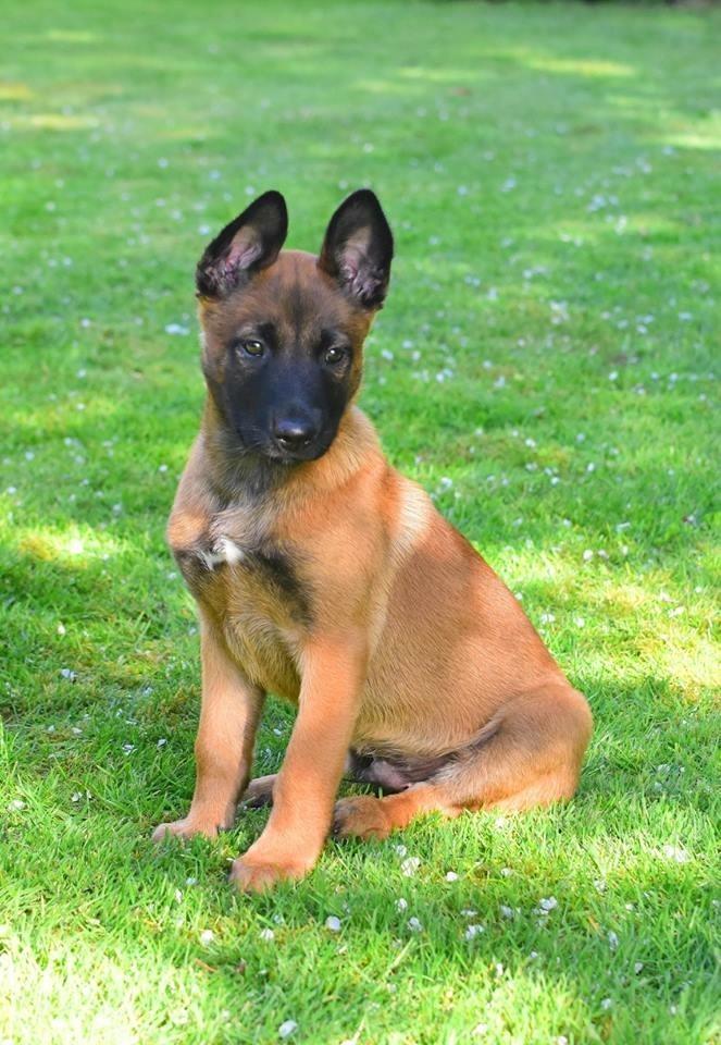 Malinois Jigsaw Clever Fox (Ouzo) billede 16