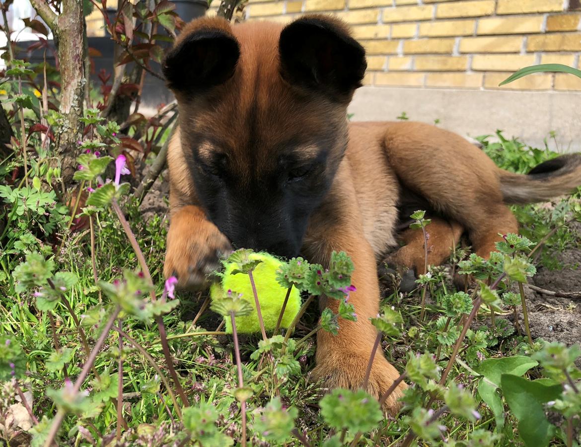 Malinois Jigsaw Clever Fox (Ouzo) billede 21