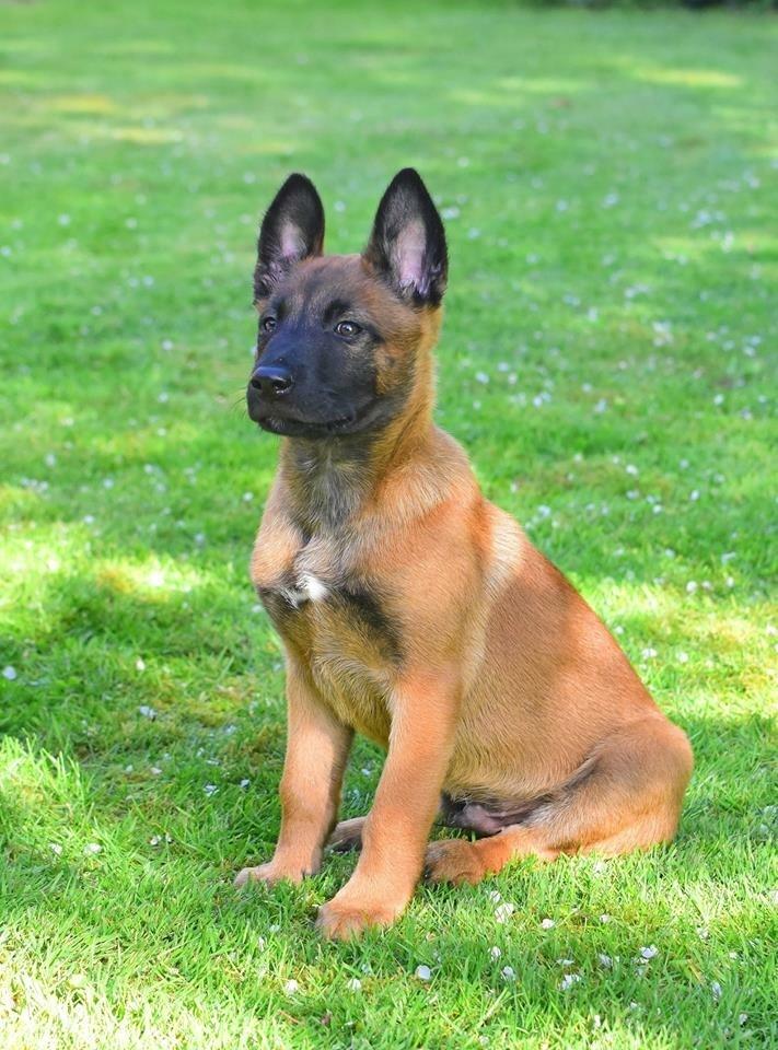 Malinois Jigsaw Clever Fox (Ouzo) billede 19