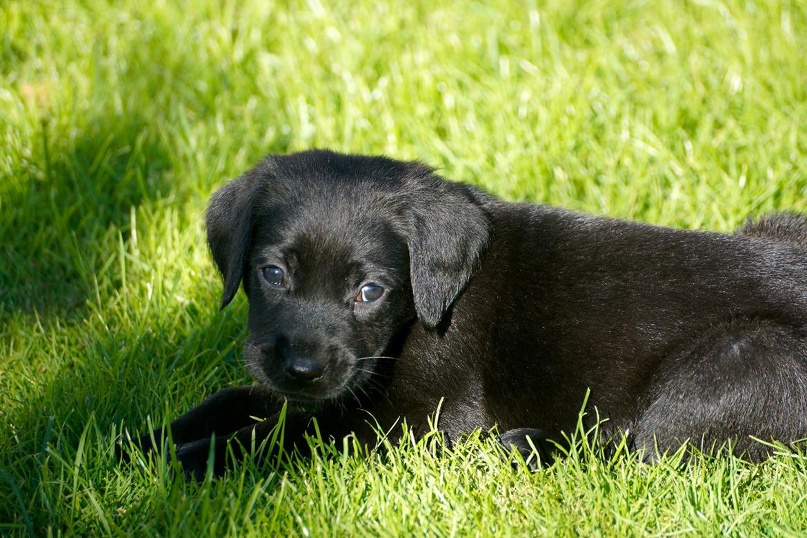 Labrador retriever Mille - Mille 8 uger gl. billede 1