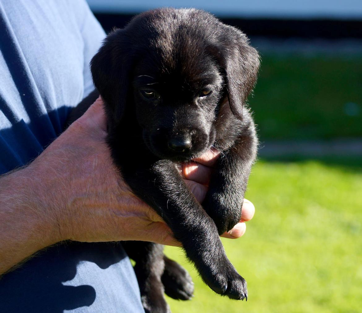 Labrador retriever Mille billede 2