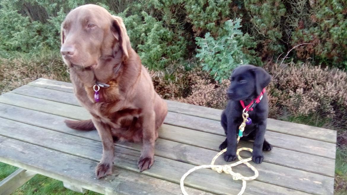 Labrador retriever Mille billede 3