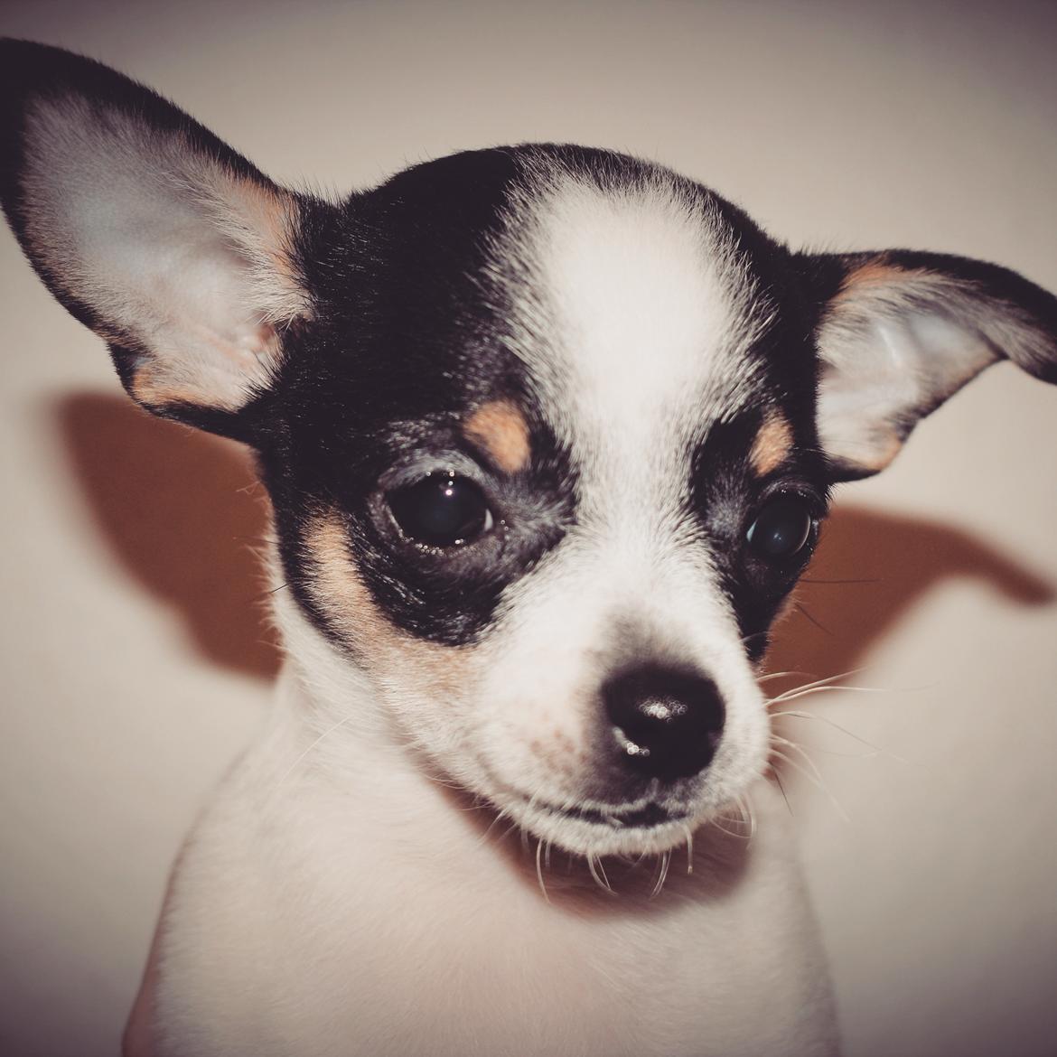 Chihuahua Storm - Baby Storm  billede 1