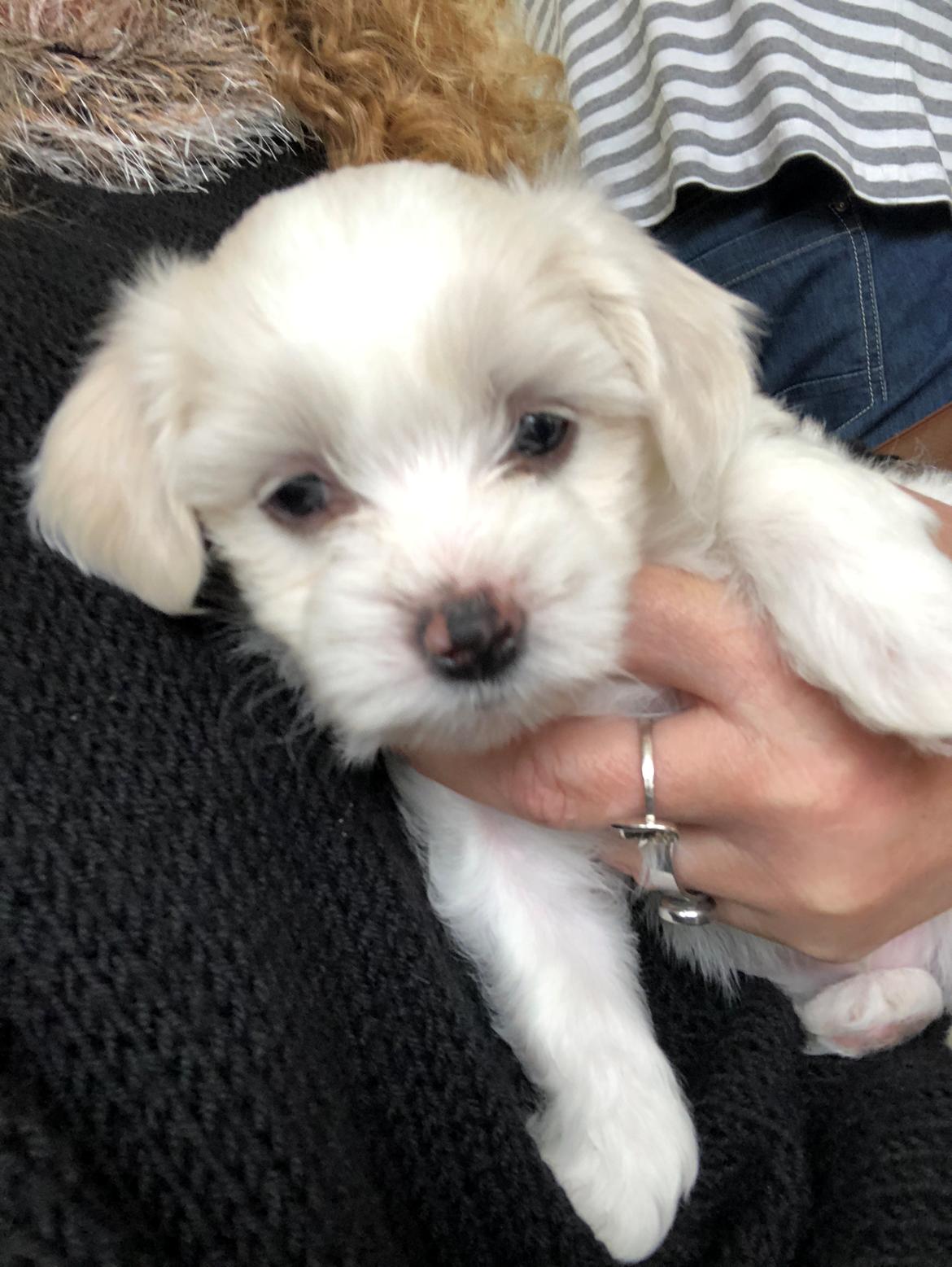 Coton de tulear Milo billede 1