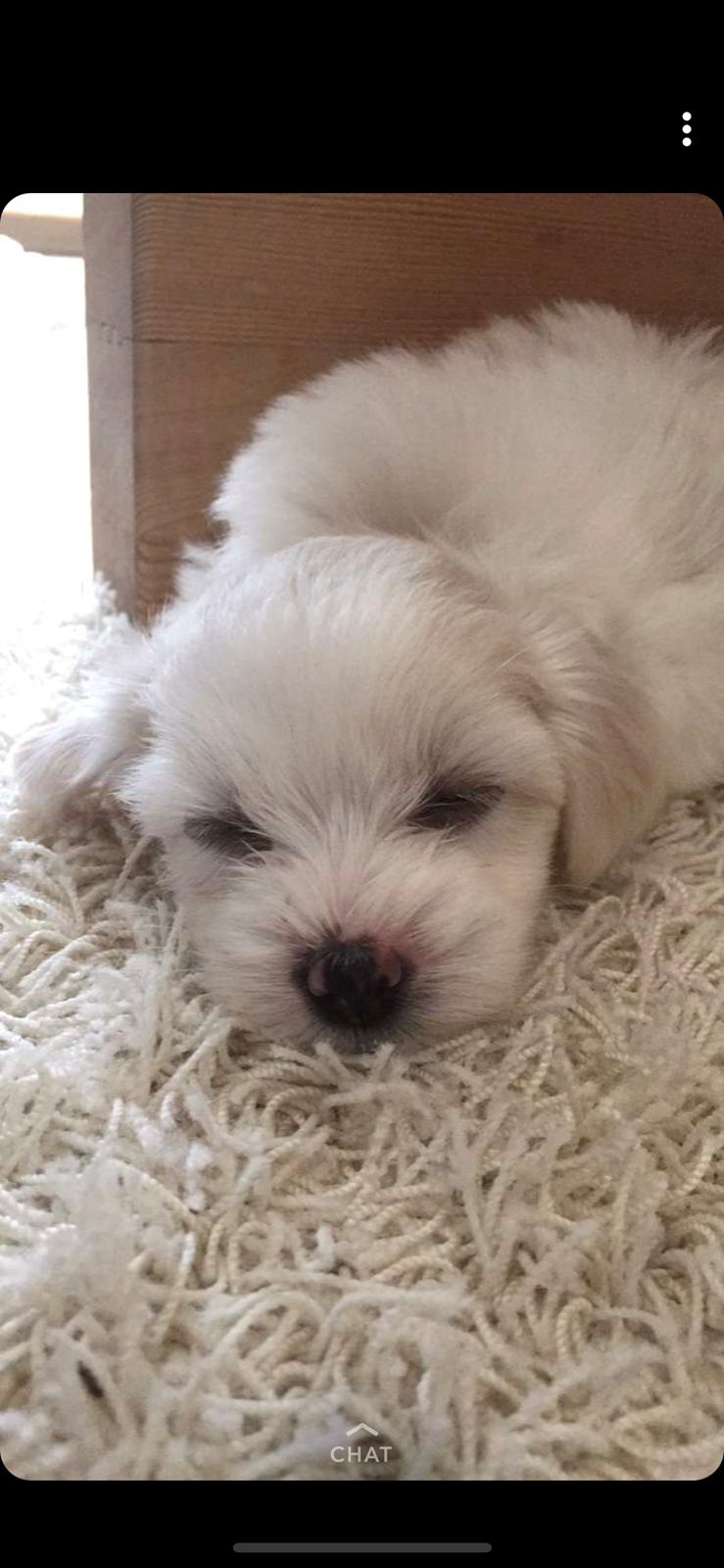 Coton de tulear Milo billede 2