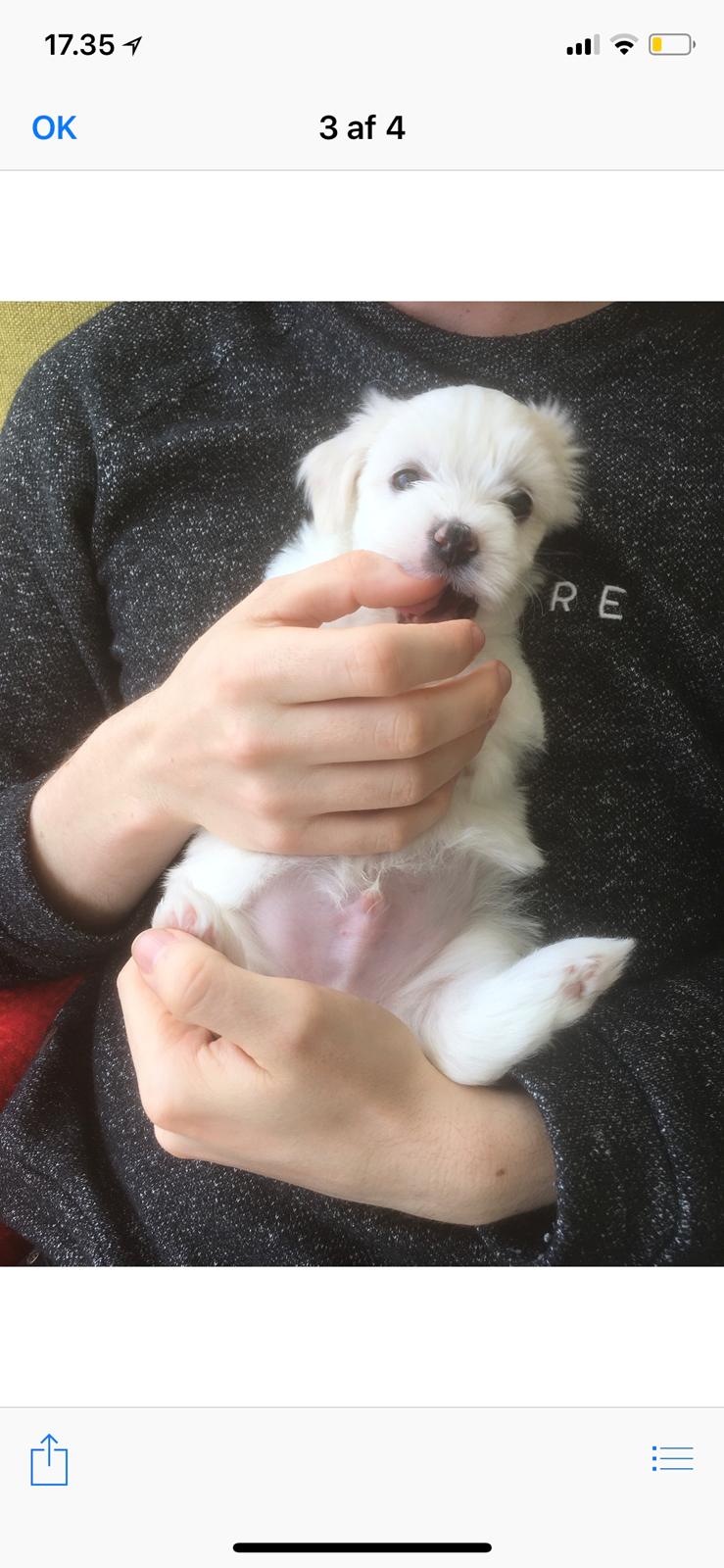 Coton de tulear Milo billede 3