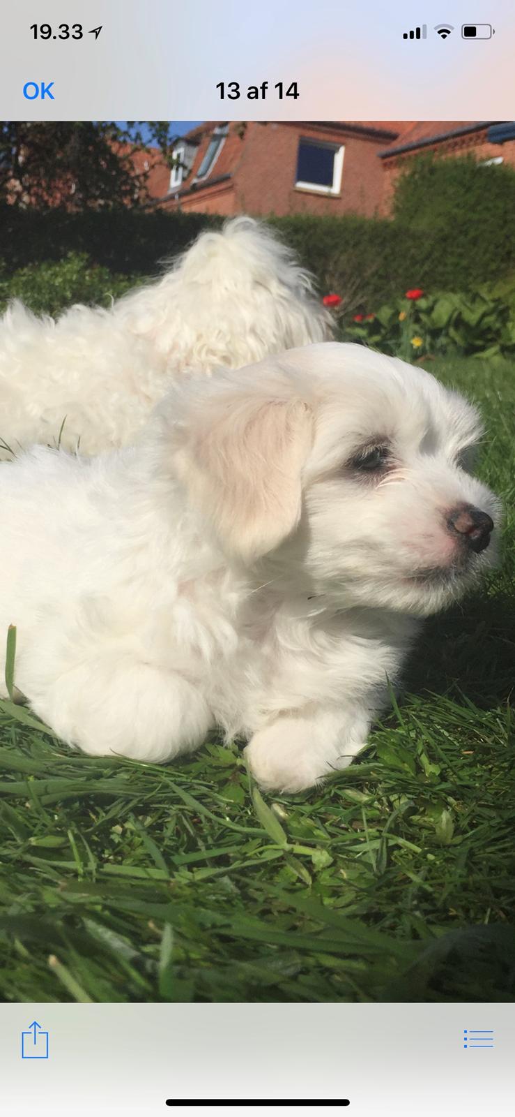 Coton de tulear Milo billede 4
