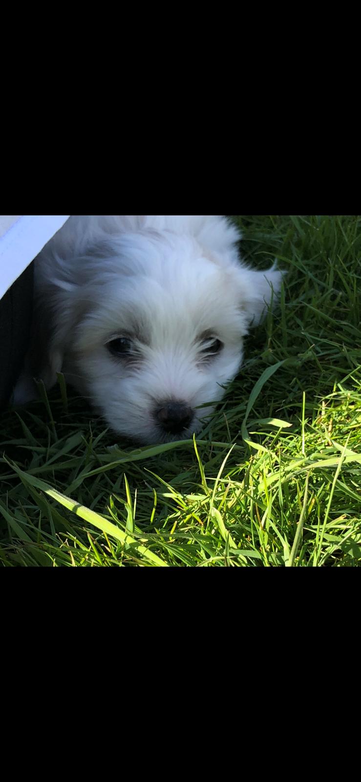 Coton de tulear Milo billede 5