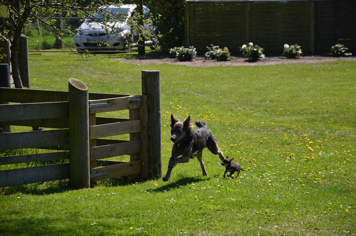 Blanding af racer Dakota (gadedrengen <3)  billede 12