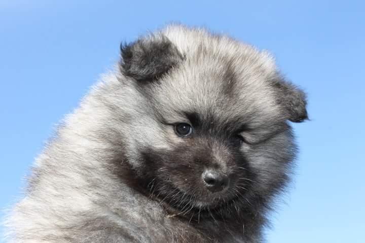 Keeshond Asdis - House of Keesgaard A Silver Past  billede 4
