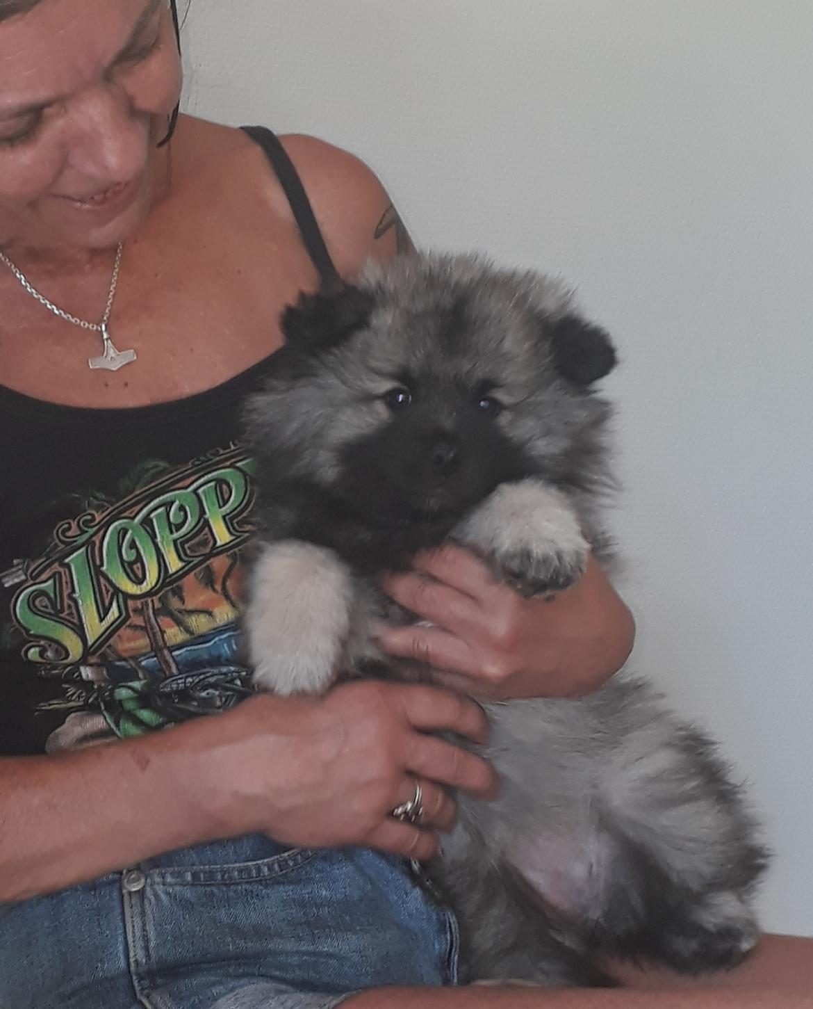 Keeshond Asdis - House of Keesgaard A Silver Past  billede 5