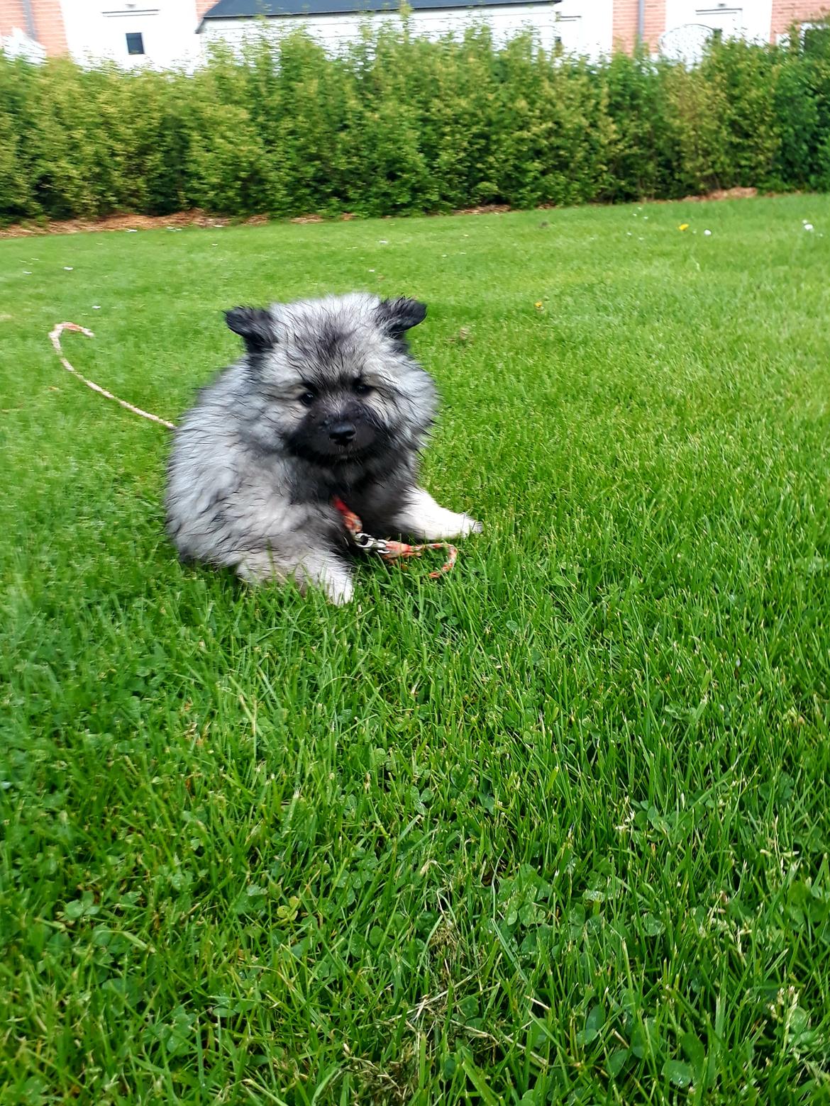 Keeshond Asdis - House of Keesgaard A Silver Past  billede 7