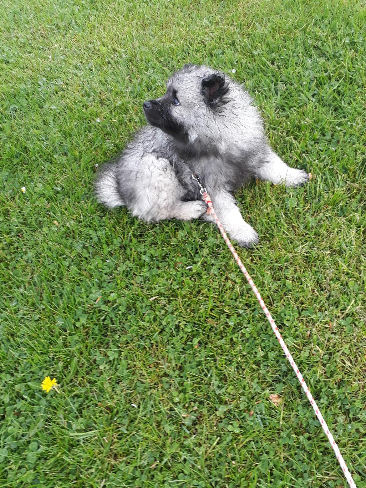 Keeshond Asdis - House of Keesgaard A Silver Past  billede 8