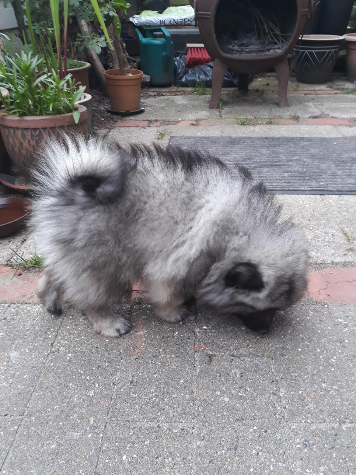 Keeshond Asdis - House of Keesgaard A Silver Past  billede 9